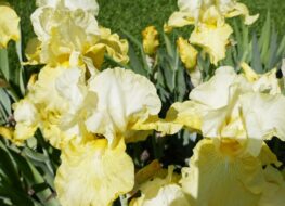 011 - baroque prelude 1973